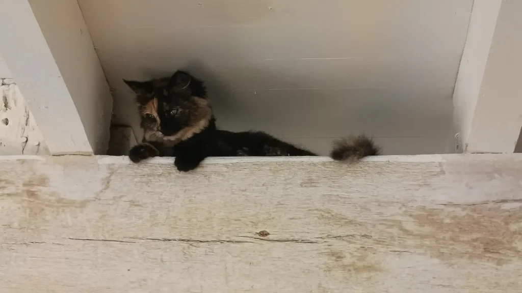 Chatte écaille de tortue à poils longs perchée en hauteur sur une poutre en bois qui observe la pièce.