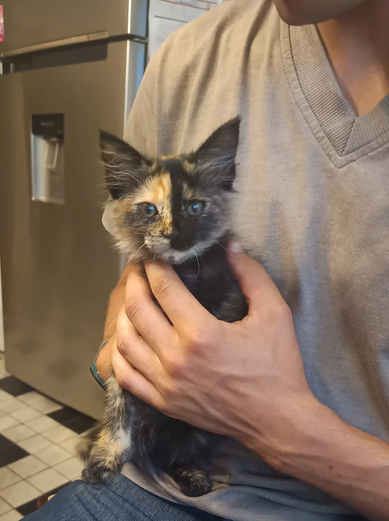Marlon avec son chaton écaille de tortue nommée "Bulma"