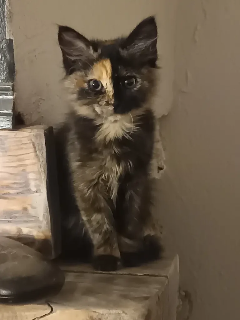 Mon chat écaille de tortue, Bulma, assise sur la poutre de la cheminée (la tortitude) 