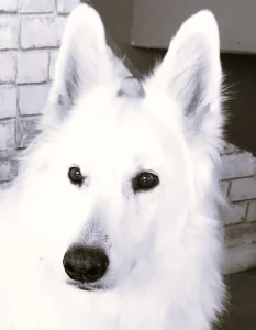 "Berger Blanc Suisse Nalla, mon ancien compagnon"."Berger Blanc Suisse Nalla, mon ancien compagnon".