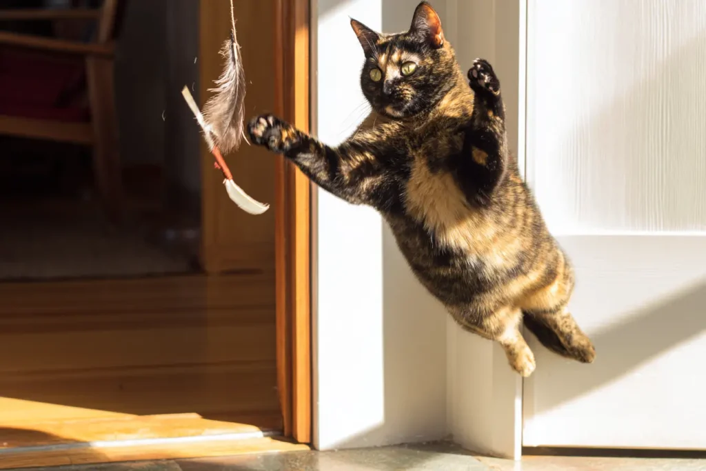 Chat écaille de tortue drôle debout sur ses pattes arrières essayant d'attraper un jouet plumeau en l'air.