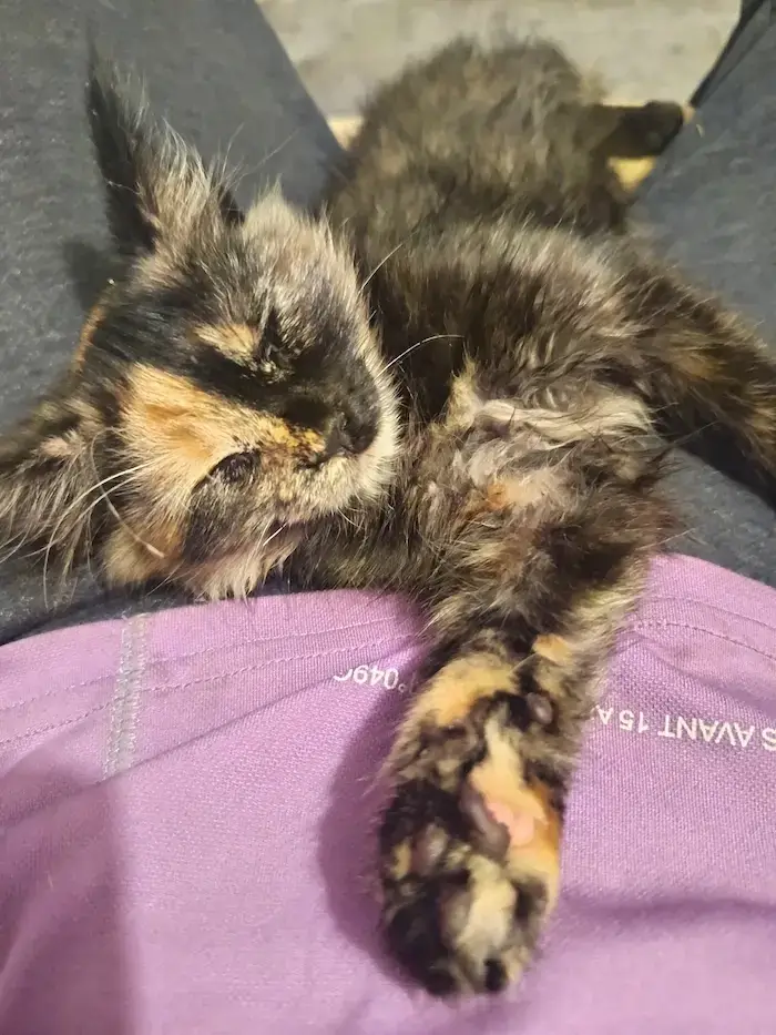 Un petit chaton écaille de tortue blotti dans les bras de son maître, illustrant l'affection intense derrière la Tortitude.