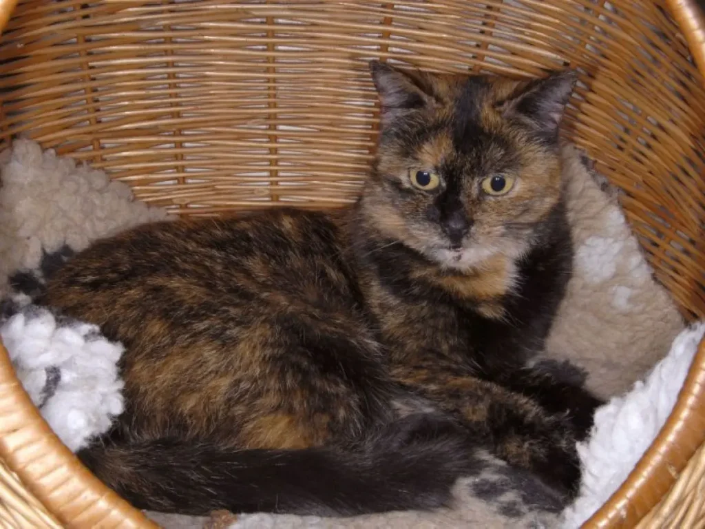 Tiffany Two, l'ancienne détentrice du record de longévité pour un chat écaille de tortue (27 ans), reposant confortablement dans son panier en osier."