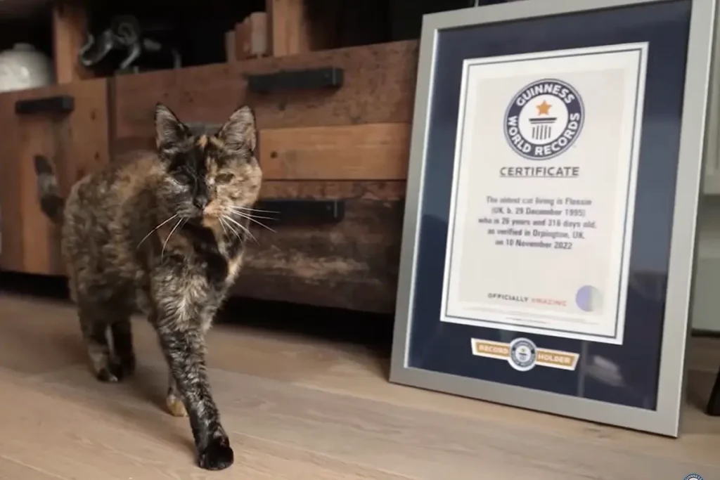 Flossie, le chat écaille de tortue le plus vieux du monde encore en vie, marchant fièrement à côté de son certificat officiel du Guinness World Records.